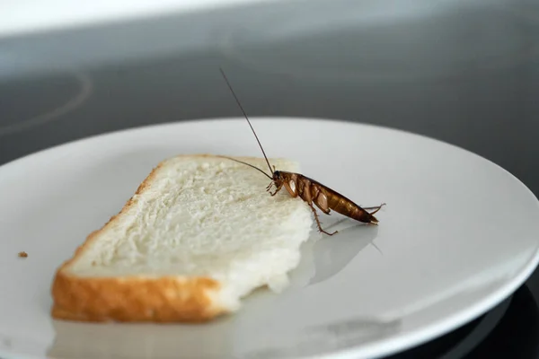 ゴキブリが台所の皿の中のパンの上に座っている ゴキブリは私の食料を食べる — ストック写真