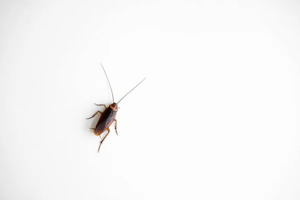 Cockroach White Kitchen Table Close — Stock Photo, Image