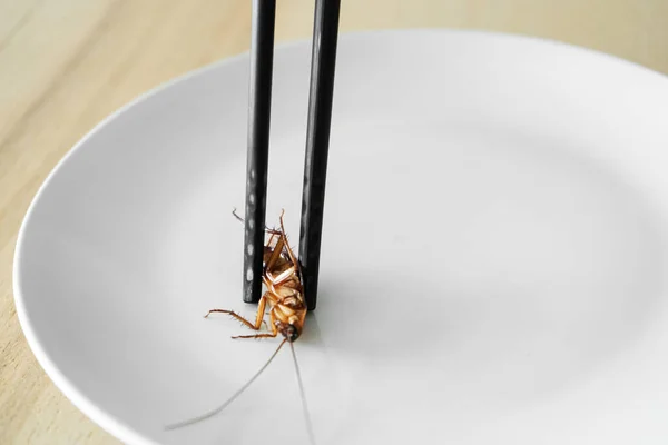 Holds a cockroach with Chinese chopsticks. Insects as food. Exotic weird food concept