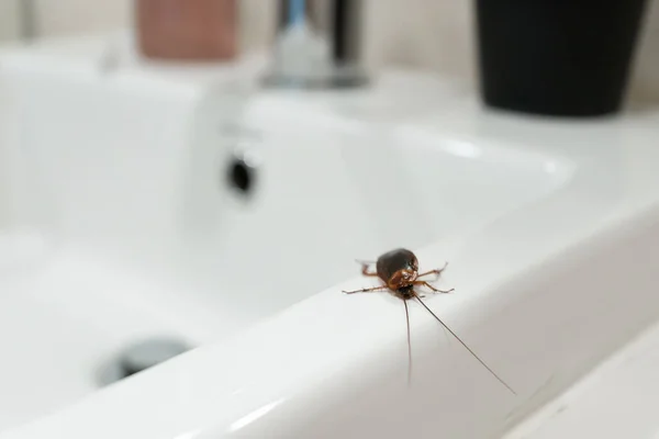 Cockroach Bathroom Sink Problem Insects — Stock Photo, Image