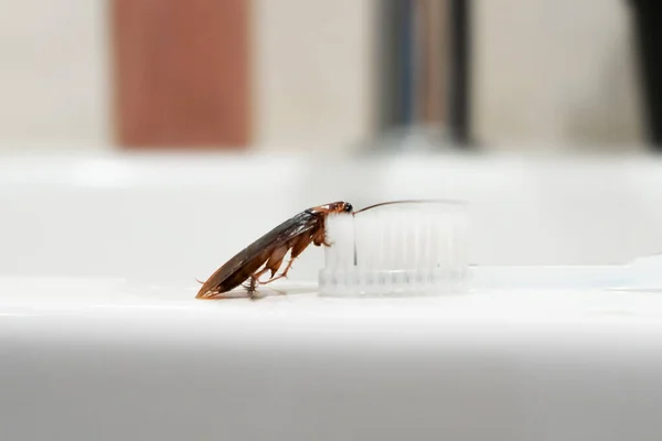 Kackerlacka Badrummet Handfatet Problemet Med Insekter — Stockfoto