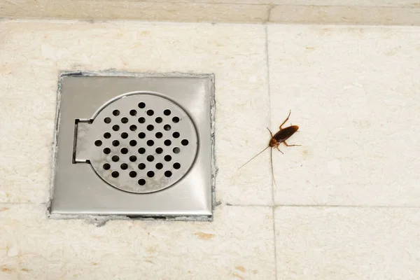 Κατσαρίδα Στο Μπάνιο Κοντά Στην Αποχέτευση Πρόβλημα Έντομα Κατσαρίδες Σκαρφαλώνουν — Φωτογραφία Αρχείου