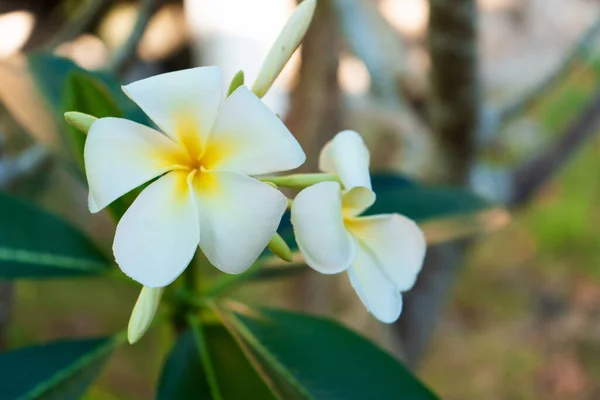 Flor Frangipani Branca Florescendo Jardim Tropical — Fotografia de Stock