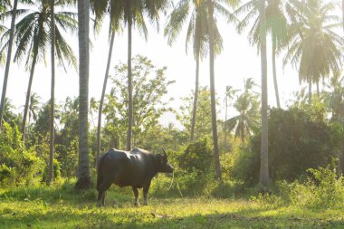 Büyük boynuzlu bir bufalo yeşil bir tropikal ormanda çimlerde otluyor.