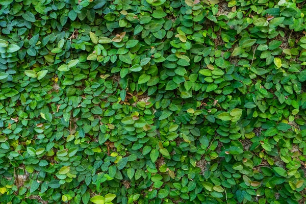 Výzdoba Nádvoří Mlýn Zarostlý Zelenými Rostlinami — Stock fotografie