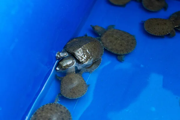 Tortugas Lavabo Azul Las Tortugas Serán Liberadas Tortugas Rescatadas — Foto de Stock