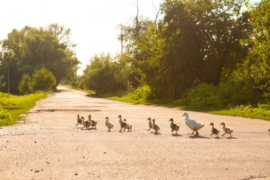 Bir ördek yavrusunu yolun karşısına geçirir. Küçük ördekli anne ördek