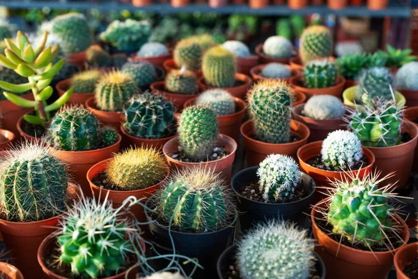 Kleine Decoratieve Potten Met Bloemen Cactussen Zicht Van Bovenaf Decor — Stockfoto