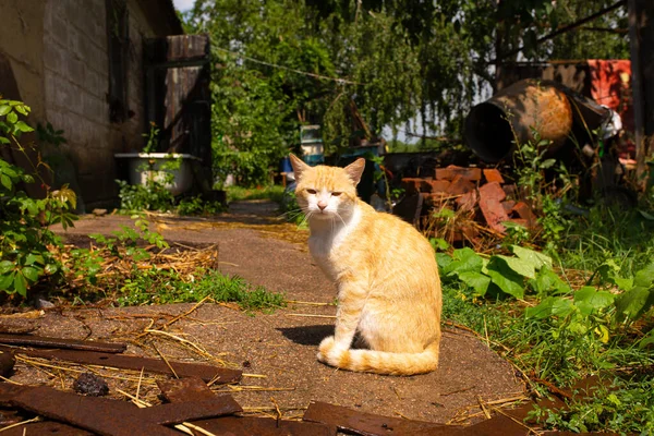 Köydeki Evin Avlusunda Kırmızı Kedi Var Kızıl Kedi Yazın Dışarıda — Stok fotoğraf