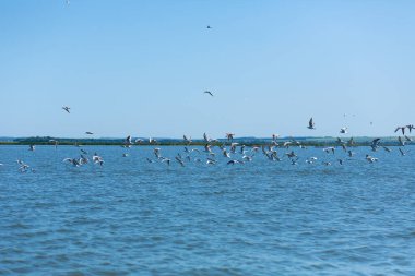 Bir martı sürüsü nehirde balık avlar..