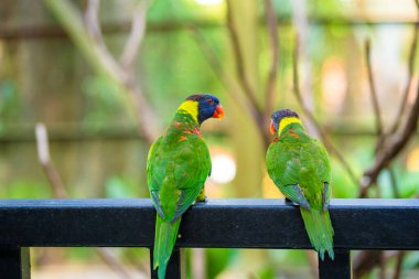 Gökkuşağı Lorikeet papağanları yeşil bir parkta. Kuş parkı, vahşi yaşam.