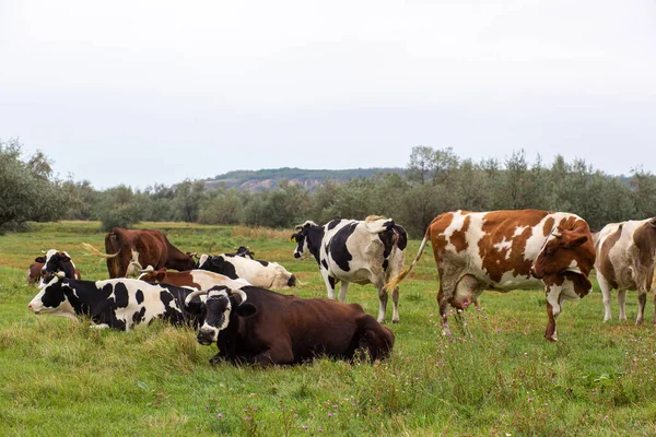 Mucche Rurali Pascolano Prato Verde Vita Rurale Animali Paese Agricolo — Foto Stock