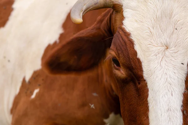 Primer Plano Una Vaca Atacada Por Moscas Los Parásitos Causan — Foto de Stock