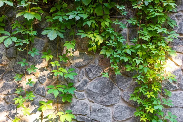 Parede Pedra Jardim Entrelaçada Com Uma Planta Verde — Fotografia de Stock