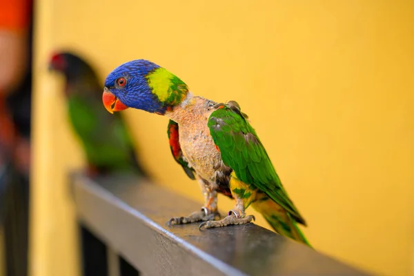 Párzási Játékok Rainbow Lorikeet Egy Fakó Papagáj Egy Nőstényhez Tapad — Stock Fotó