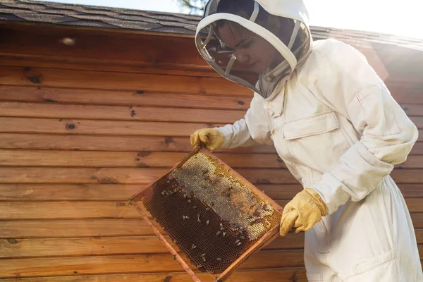 Jeune Apiculteur Femelle Tenir Cadre Bois Avec Nid Abeille Ramasse — Photo