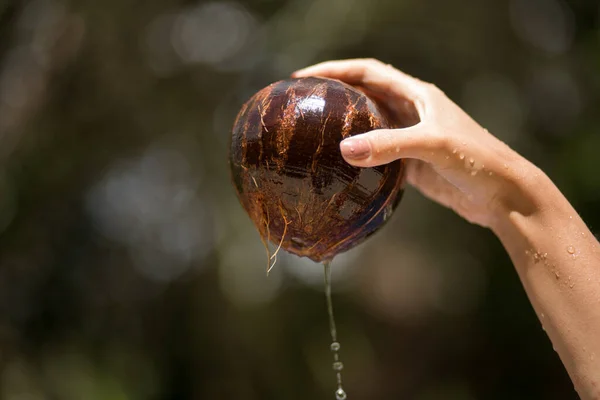 Woman hand pulled out coconut from water. jungle green background