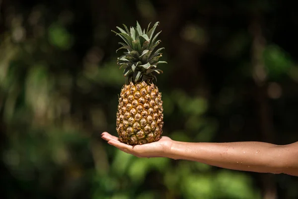 Samica Ręce Trzyma Ananasa Zielonym Tropikalnym Tle Dżungli — Zdjęcie stockowe