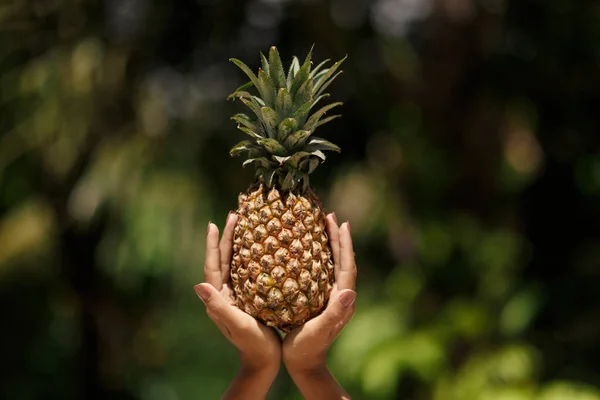 Samica Ręce Trzyma Ananasa Zielonym Tropikalnym Tle Dżungli — Zdjęcie stockowe