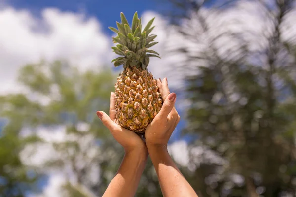 Holding a pineapple in hands on sky backgroud.