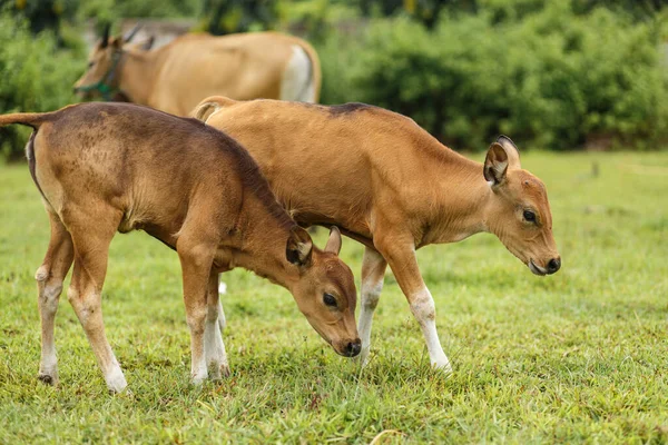 Portrait Vache Brune Balinaise Pâturant Dans Une Prairie — Photo