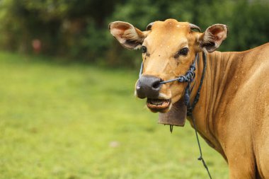 Portre balili kahverengi inek çayırda otluyor..