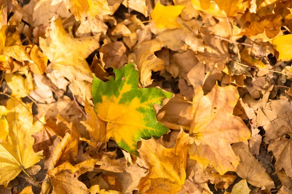 Жовто Зелений Кленовий Лист Лежить Осінньому Листі Парку Землі — стокове фото