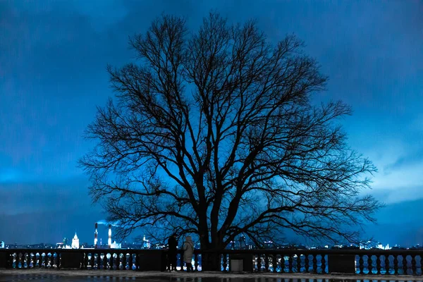 Silhouette Black Tree Fallen Leaves Blue Sky — Stock Photo, Image