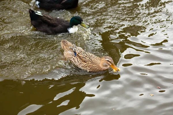 Muchos Patos Nadan Agua Animales Parque Ciudad — Foto de Stock