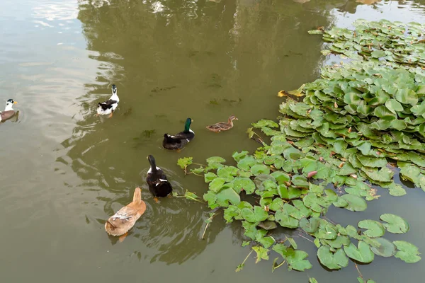 Una Manada Cisnes Patos Lago Parque Ciudad — Foto de Stock