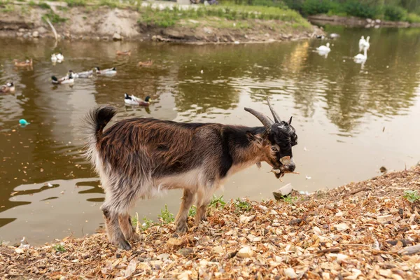 Koza Wypasa Się Jeziorze Parku Miejskim — Zdjęcie stockowe