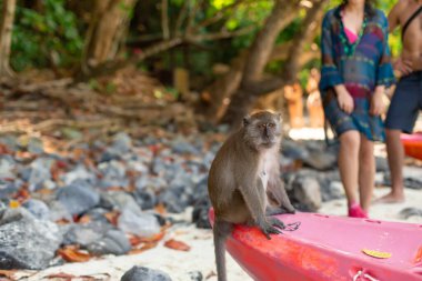 Maymun kanonun ucuna oturur ve turistlerden yiyecek bekler. Tropikal Ada 'daki Maymun Sahili.