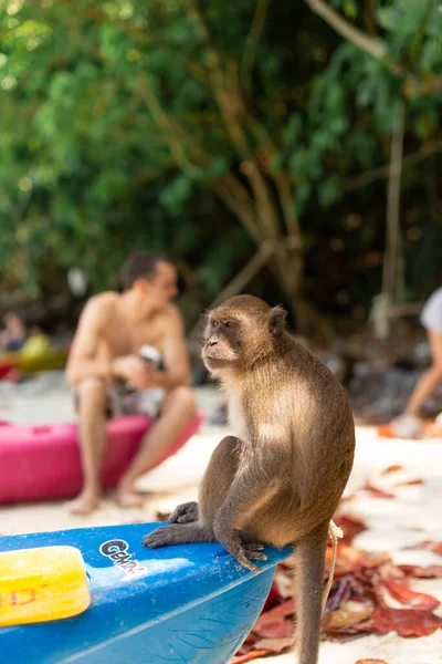 Macaco Fica Ponta Canoa Esperando Comida Dos Turistas Praia Macaco — Fotografia de Stock