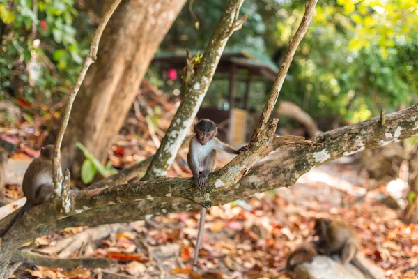 Μικρή Μαϊμού Κουτάβια Ζωή Ένα Τροπικό Νησί — Φωτογραφία Αρχείου