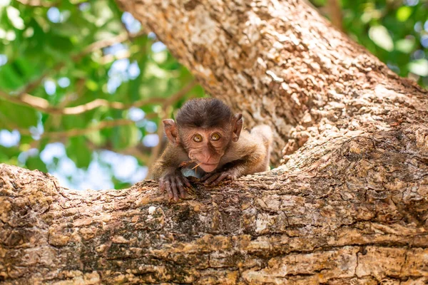 Petit Portrait Singe Assis Sur Arbre Regarde Dans Caméra — Photo