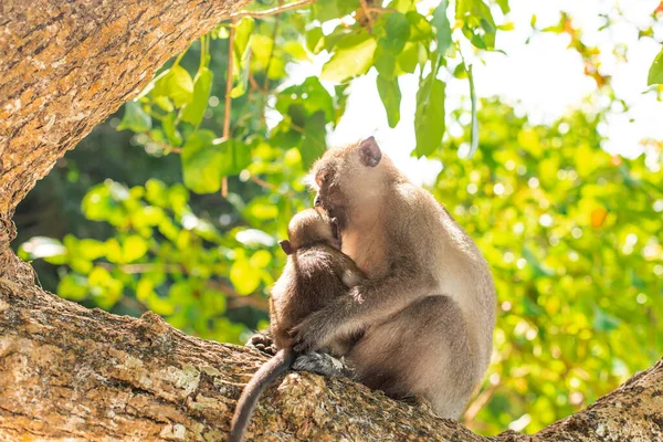 Petit Portrait Singe Assis Sur Arbre Avec Mère — Photo