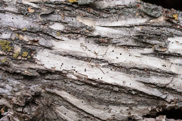 Textura Detalhada Uma Casca Árvore Uma Árvore Comida Por Térmitas — Fotografia de Stock