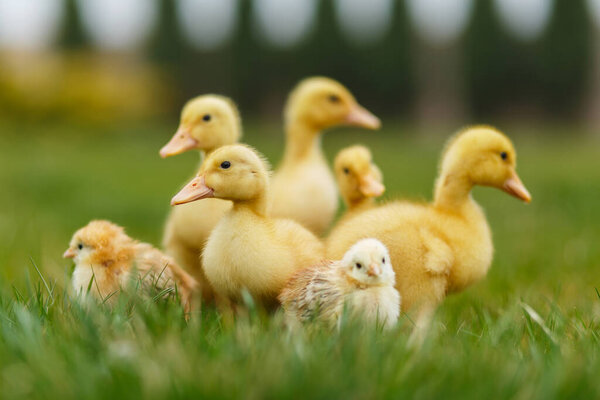 Little ducklings and chickens on green lawn.