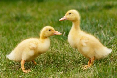 İki küçük sarı ördek yeşil çimlerde.