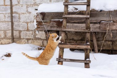 Kış. Kızıl kedi ahşap bir merdivende tavan arasına çıkmak üzere..
