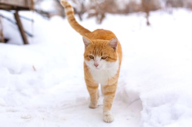 Önemli kırmızı kedi karda yürüyor..