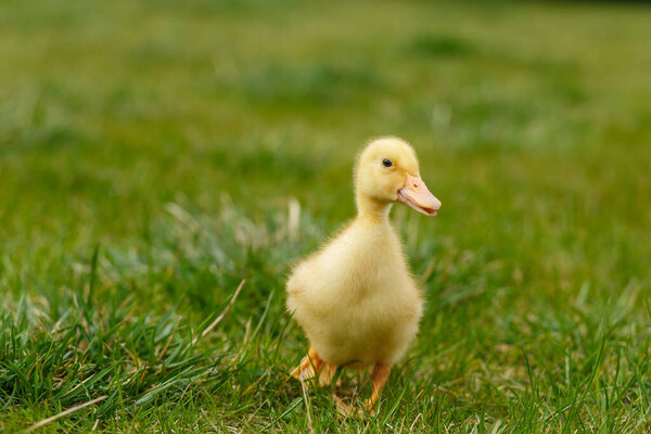 One little yellow duckling on green grass.