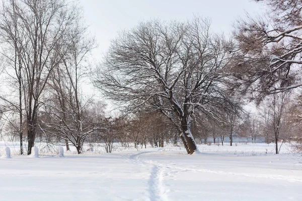 Paisagem Inverno Campo Coberto Neve Árvores Carecas — Fotografia de Stock