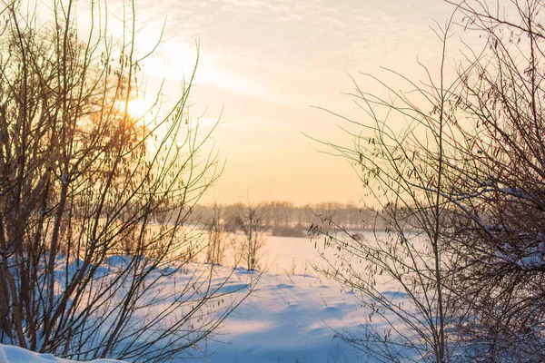 Paisagem Inverno Campo Coberto Neve Árvores Carecas — Fotografia de Stock