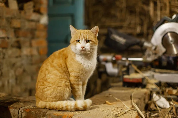 Gato Rojo Sienta Toma Sol Horno Ladrillo Vida Mascotas Pueblo — Foto de Stock