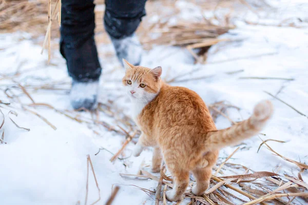 Kızıl Bir Kedi Bir Kış Günü Yürüyüşe Çıktı — Stok fotoğraf