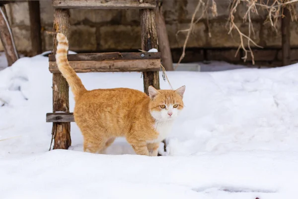 Şişko Kırmızı Kedi Karda Yürüyor — Stok fotoğraf