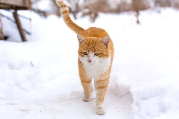 雪の中を歩く重要な赤い猫 — ストック写真