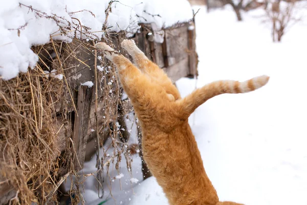 Kış Kızıl Kedi Karda Zıplıyor — Stok fotoğraf