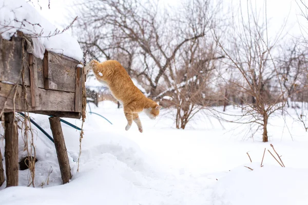 Kış Kızıl Kedi Karda Zıplıyor — Stok fotoğraf